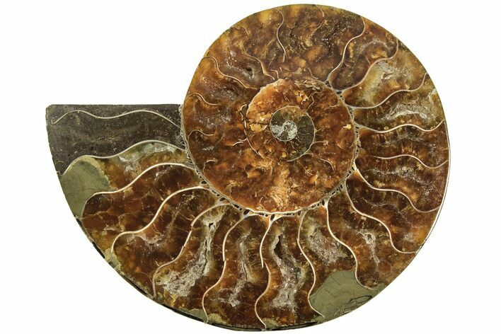 Cut & Polished Ammonite Fossil (Half) - Madagascar #206767